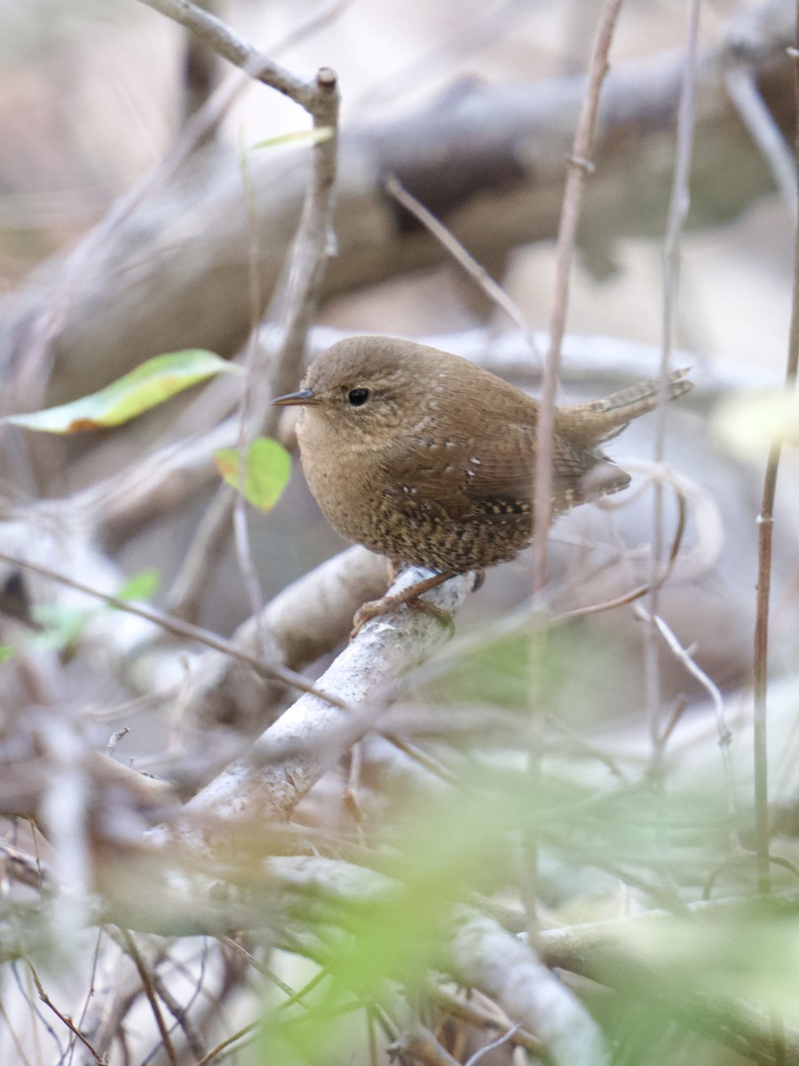 Winter Wren - ML507916881
