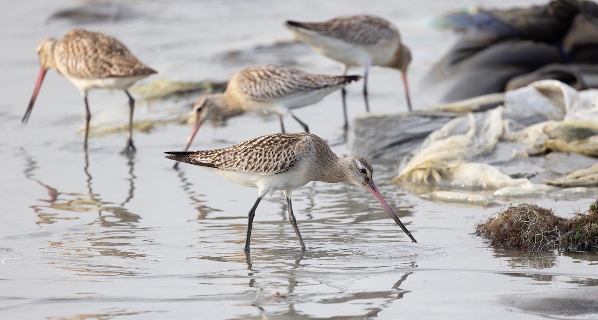 Bar-tailed Godwit - Brian Small