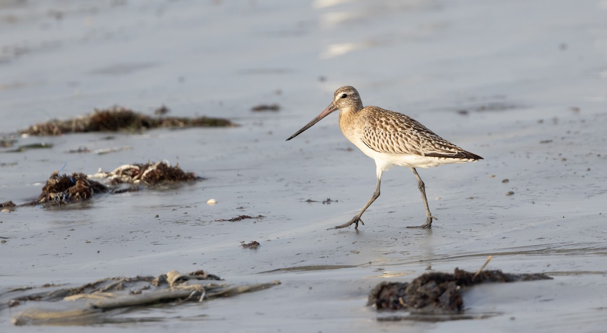 Bar-tailed Godwit - ML507917381