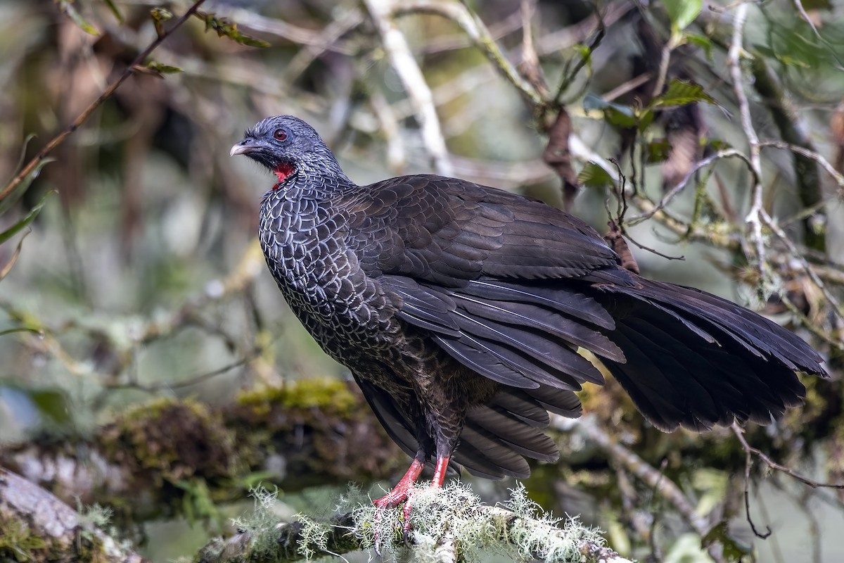 Andean Guan - ML507917991