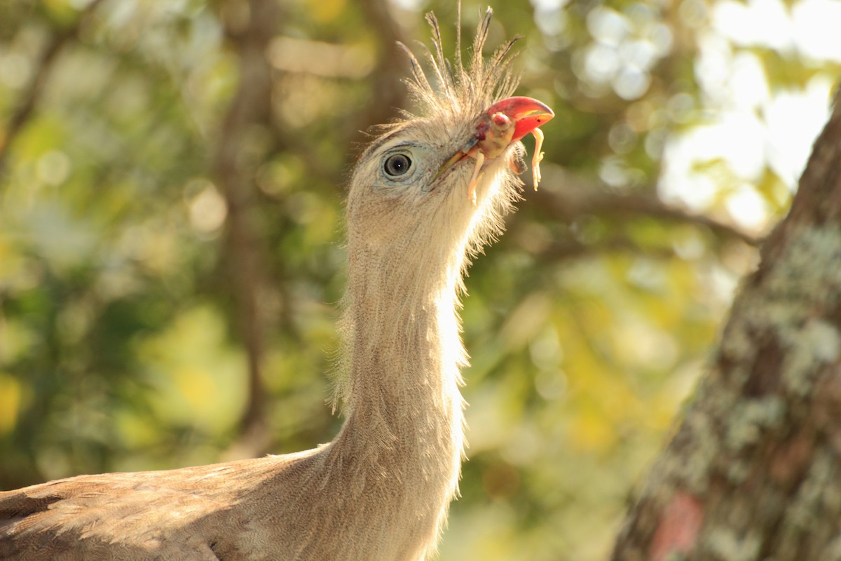 Red-legged Seriema - ML507918391