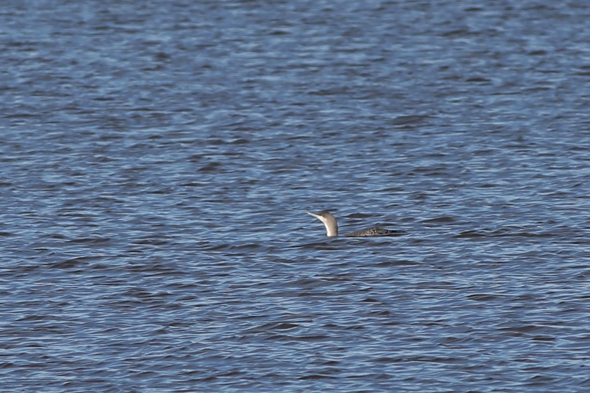 Red-throated Loon - ML507919241