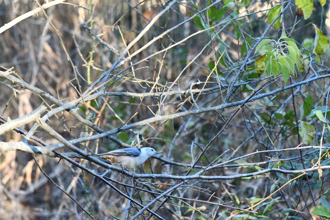 White-breasted Nuthatch - ML507919641