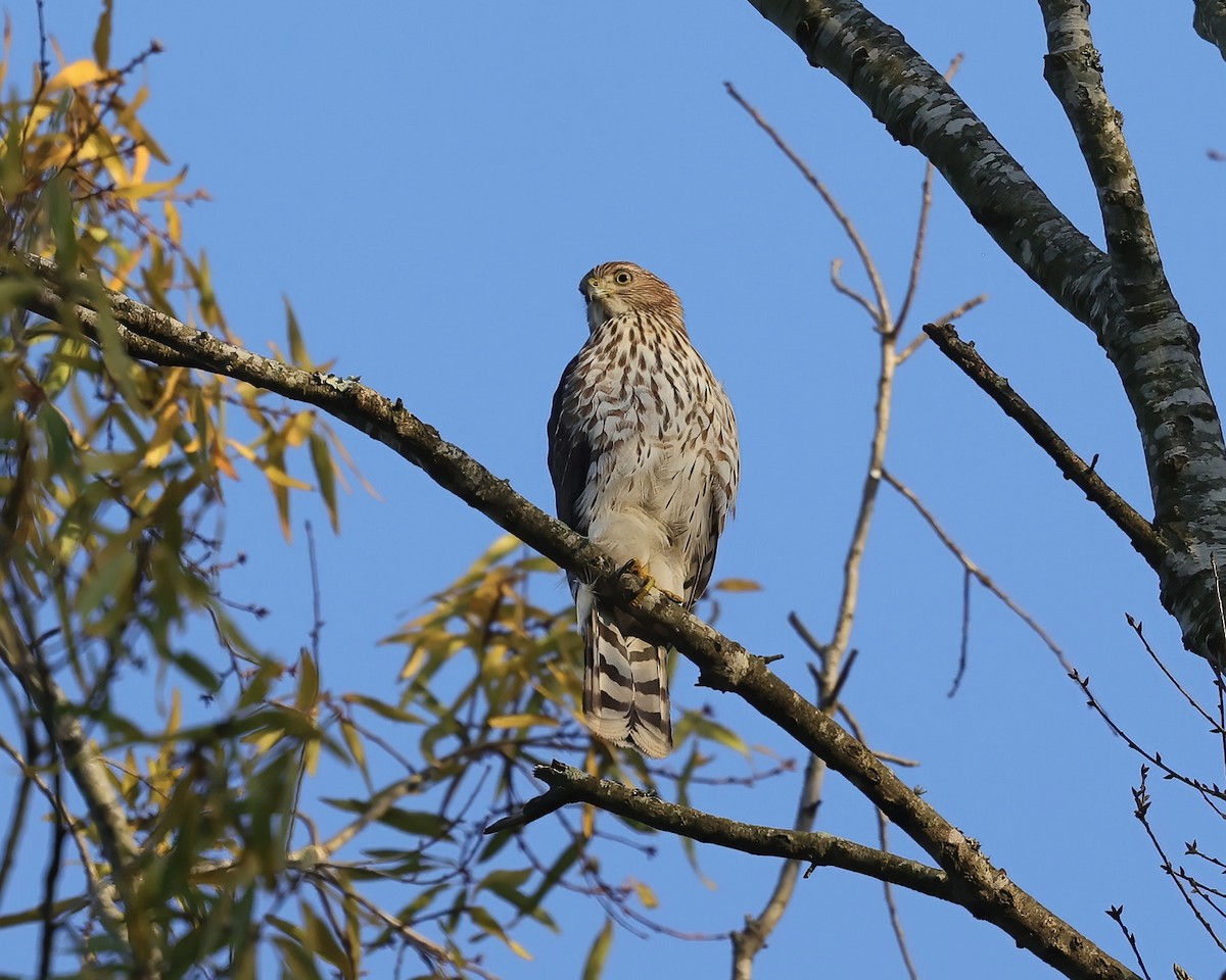 Cooper's Hawk - ML507919821