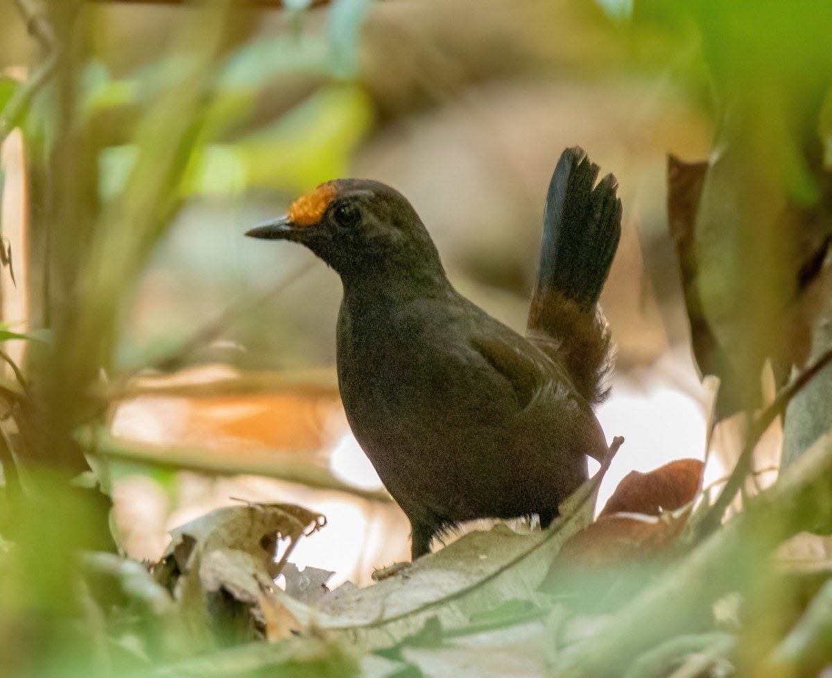 Rufous-fronted Antthrush - ML507920501