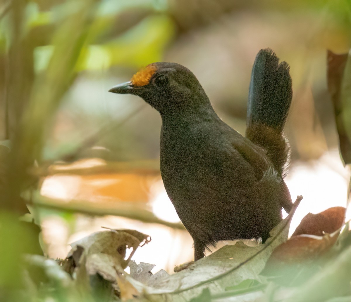 Rufous-fronted Antthrush - ML507920511