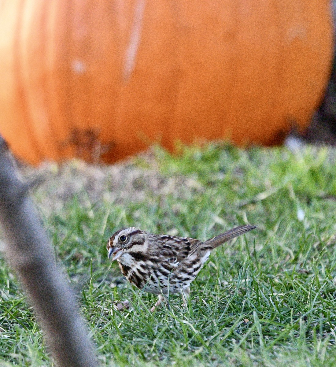 Song Sparrow - ML507920611