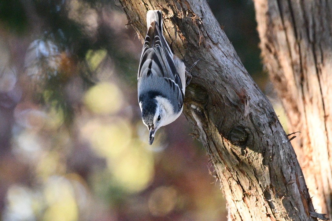 White-breasted Nuthatch - ML507920801