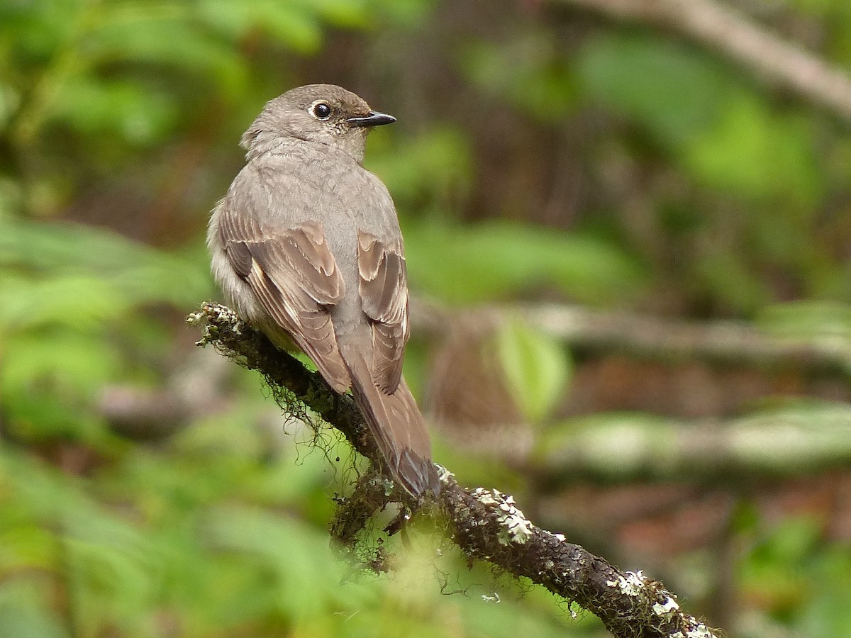Townsend's Solitaire - Frank Marenghi