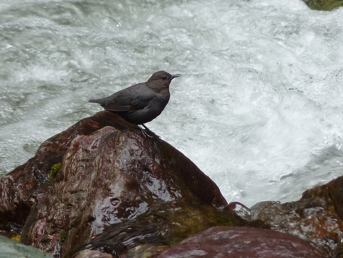 American Dipper - Frank Marenghi