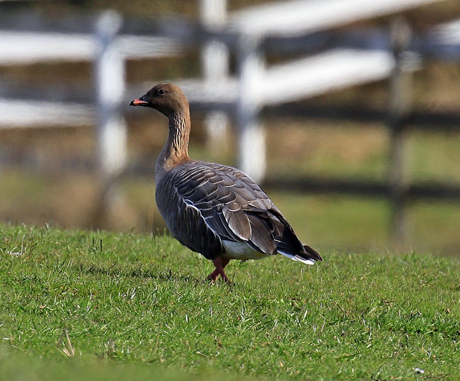 Pink-footed Goose - Blair Bernson