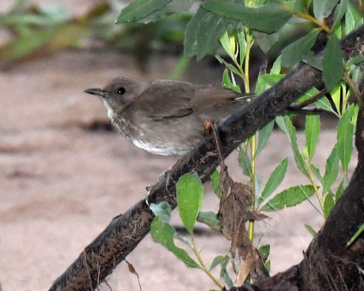 Black-billed Thrush - ML507925151