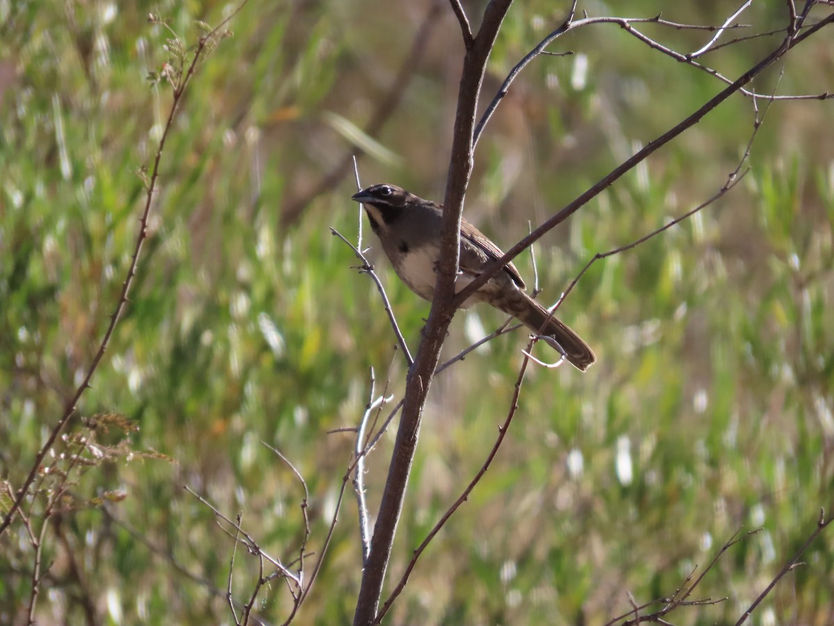 Five-striped Sparrow - ML507926831