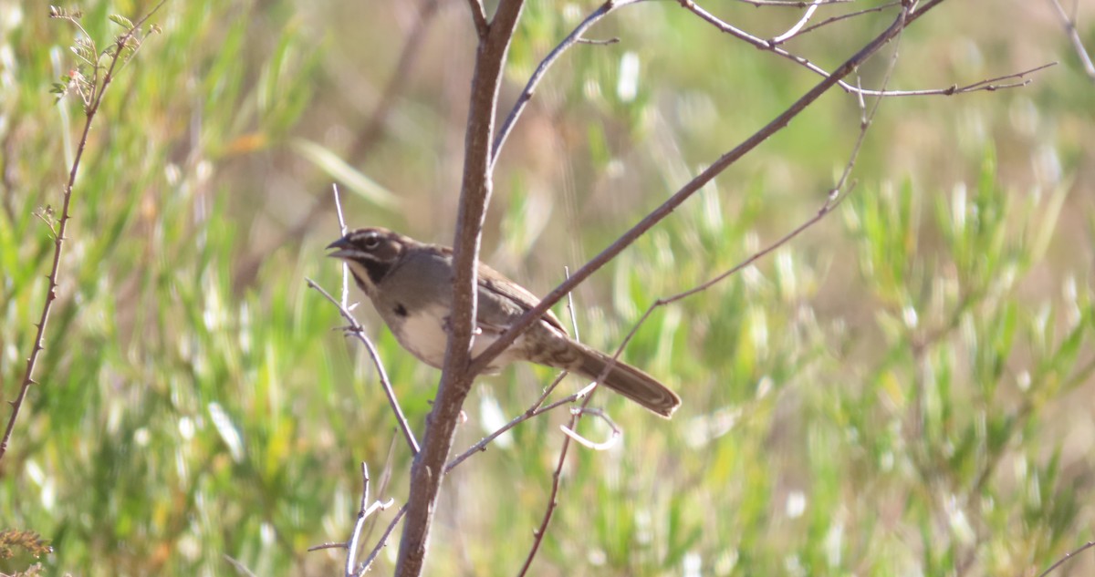 Five-striped Sparrow - ML507926861