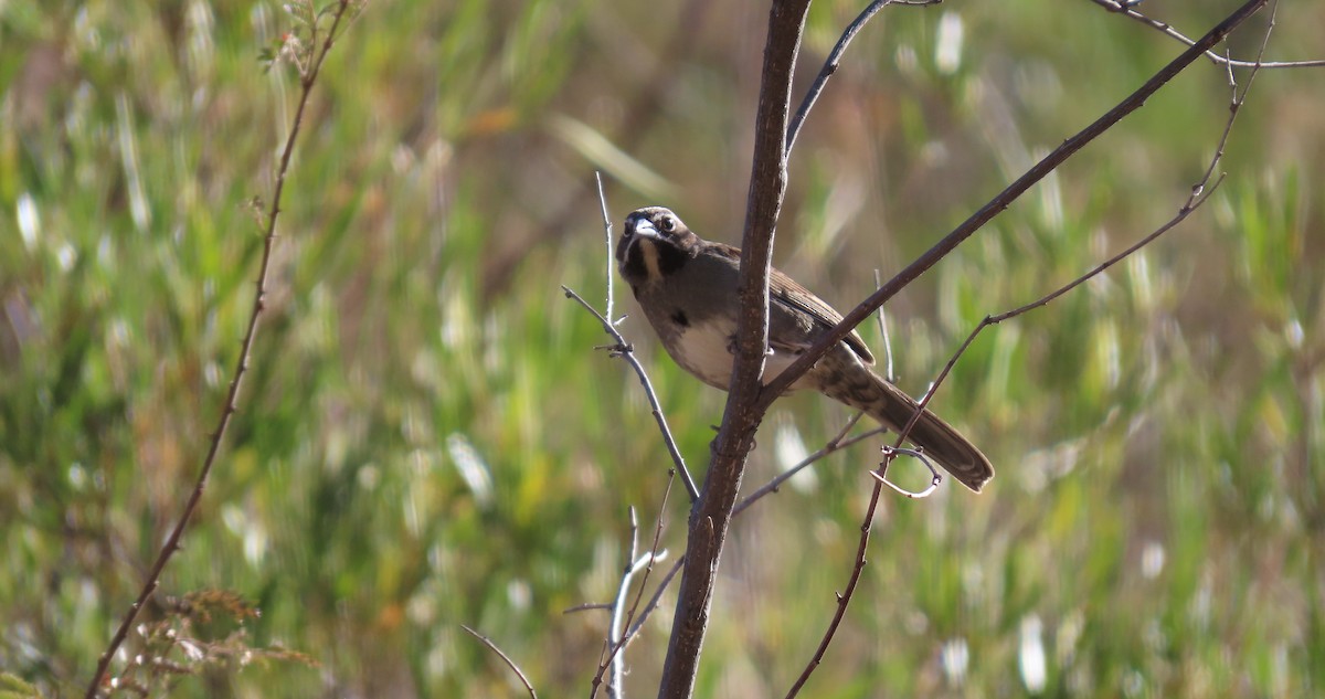 Five-striped Sparrow - ML507926881