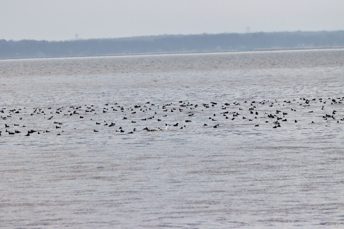 Greater Scaup - ML507927021