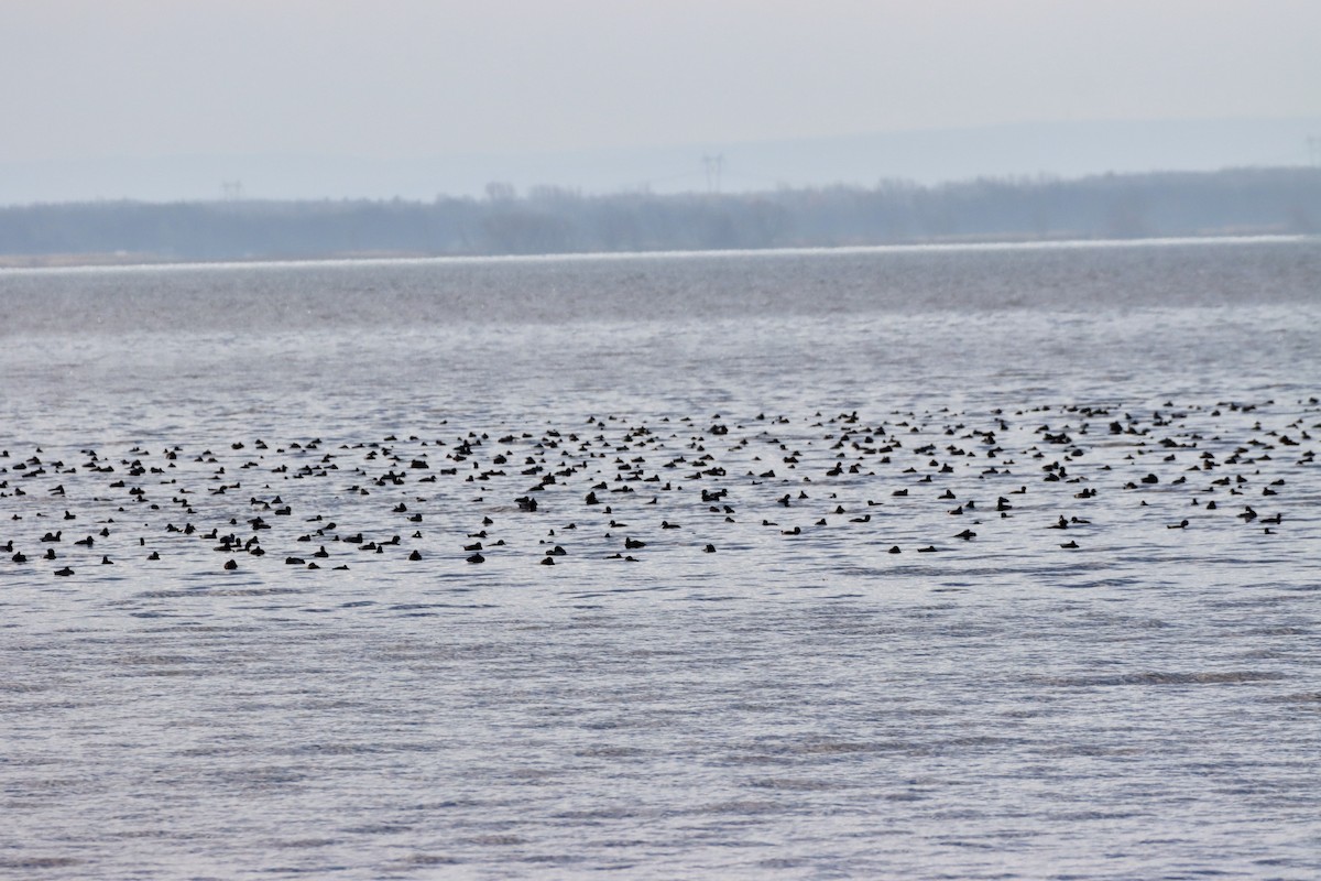 Greater Scaup - ML507927141