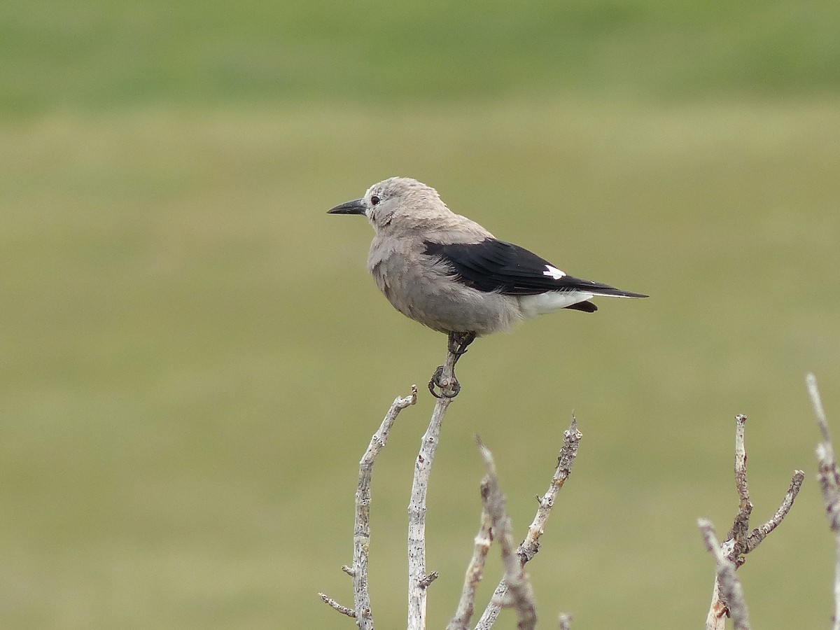 Clark's Nutcracker - Frank Marenghi