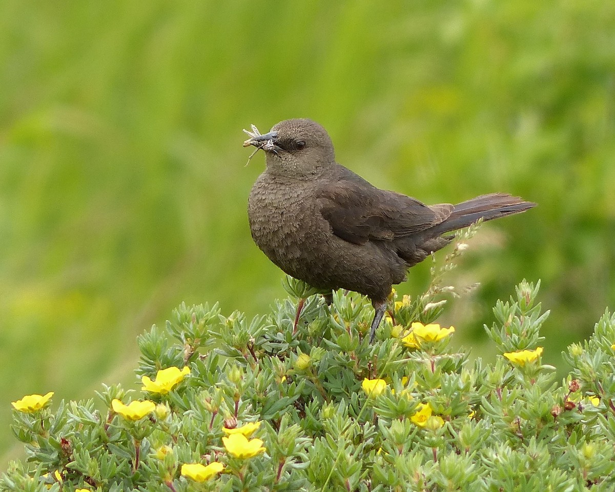 Brewer's Blackbird - ML507927751