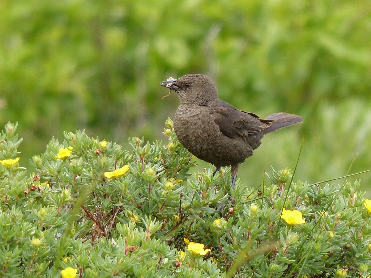 Brewer's Blackbird - ML507927771