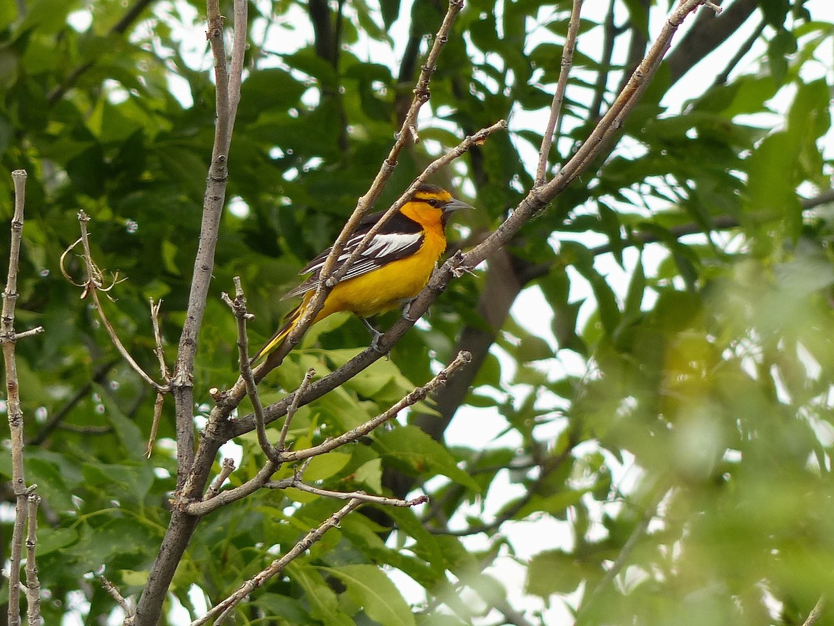 Bullock's Oriole - Frank Marenghi