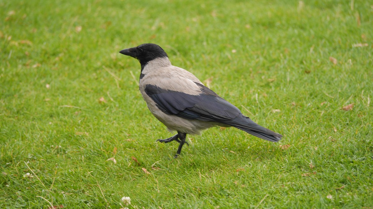 Hooded Crow - ML507928301