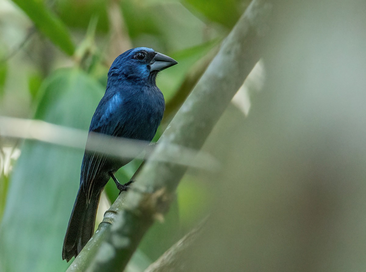 Amazonian Grosbeak - Jesus Alferez