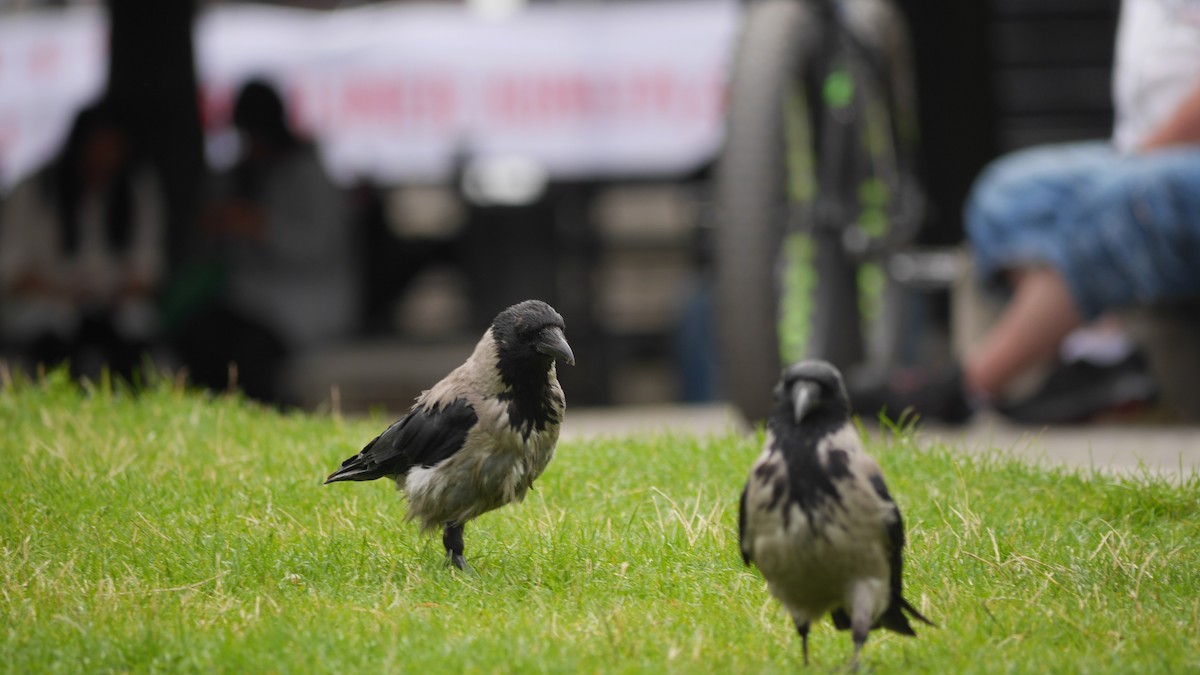 Hooded Crow - ML507928381