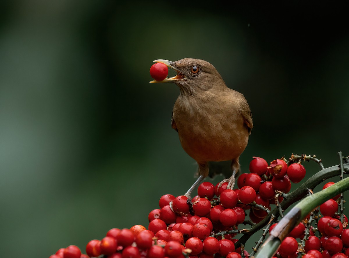 Clay-colored Thrush - ML507929401