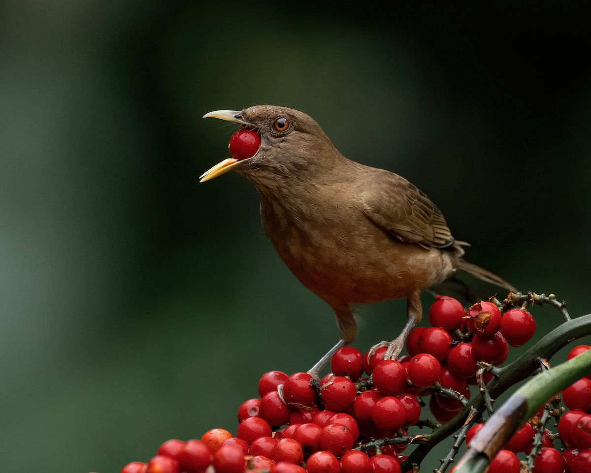 Clay-colored Thrush - ML507929411