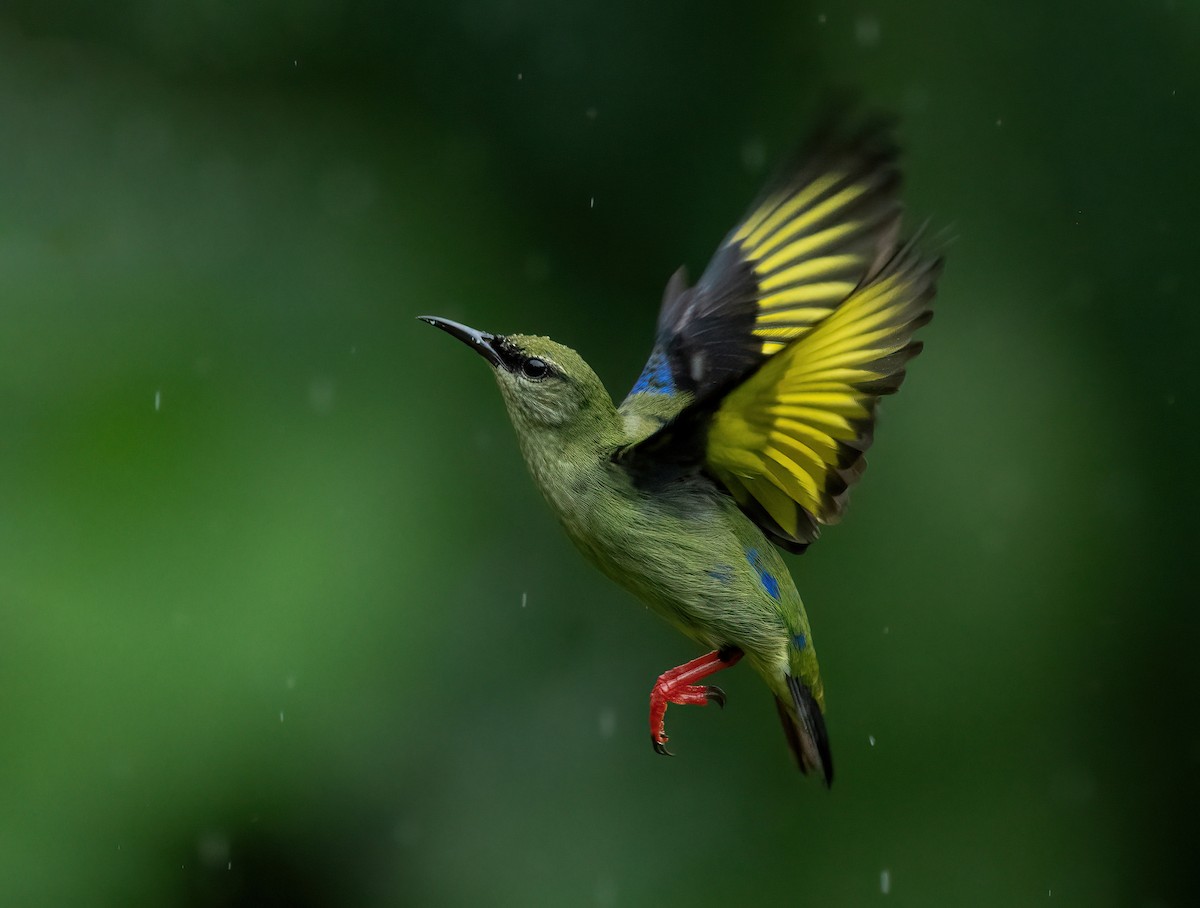 Red-legged Honeycreeper - ML507929581