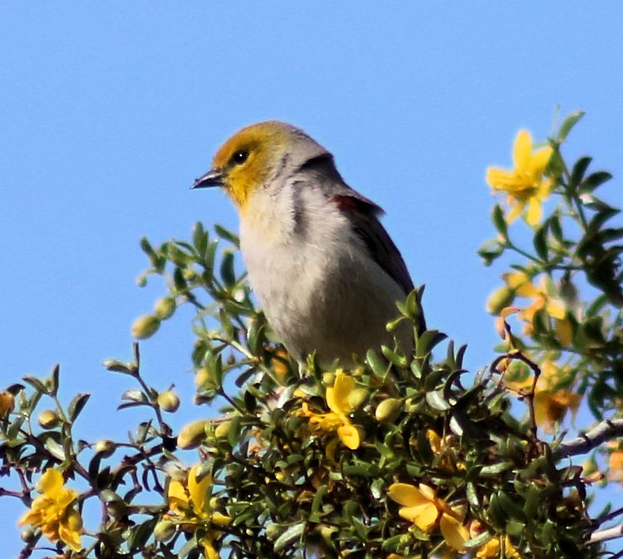 Verdin - Diana Spangler