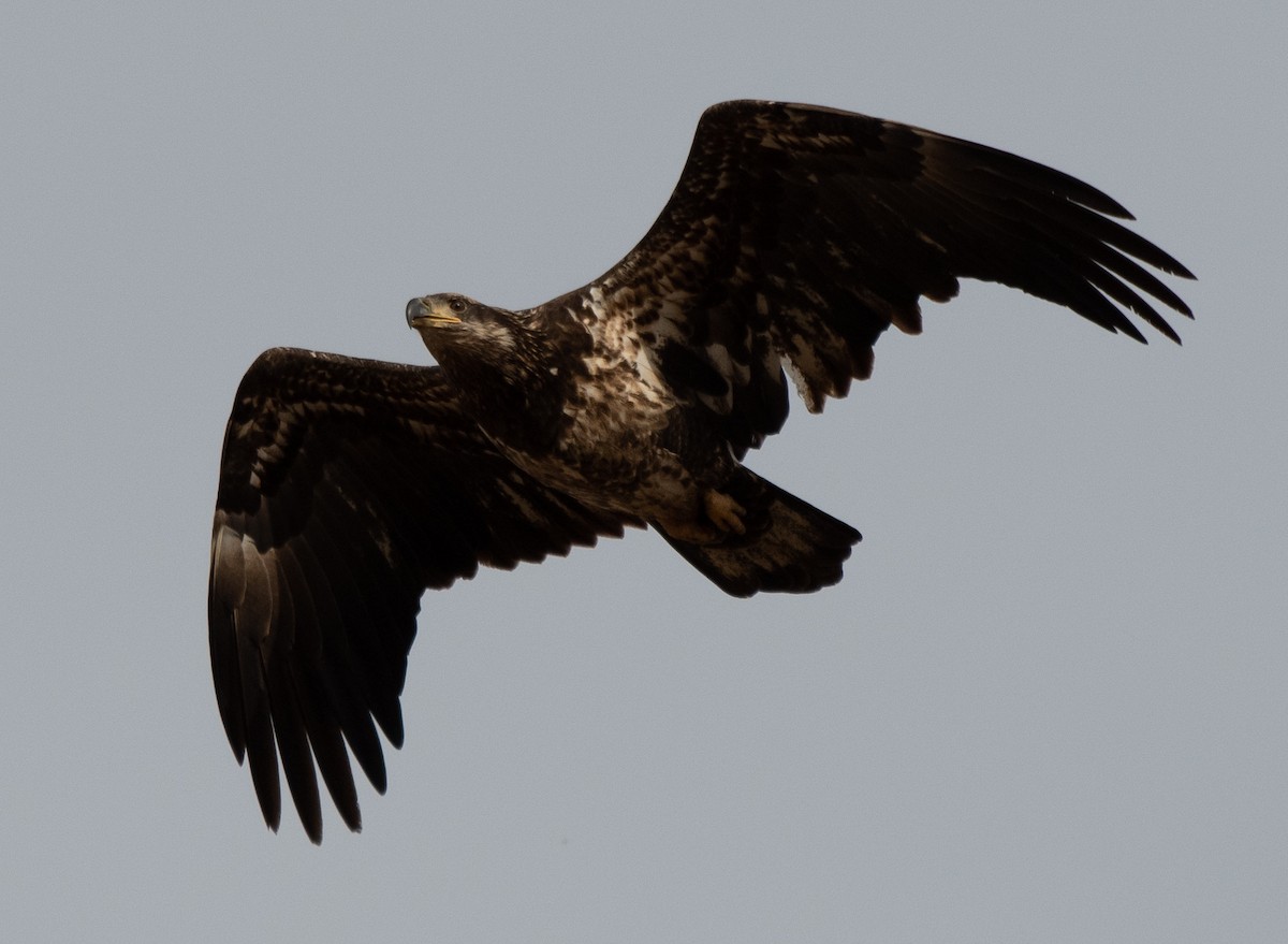 Bald Eagle - ML507931241