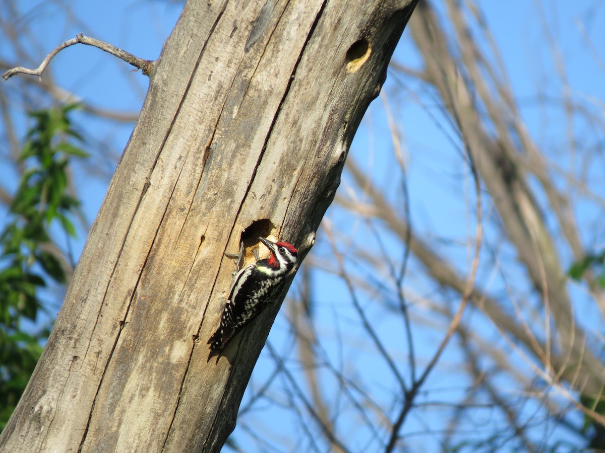 Yellow-bellied Sapsucker - Lisa Owens