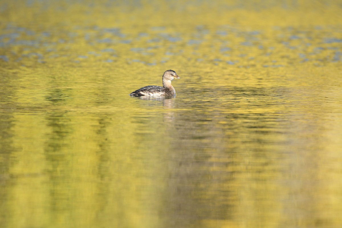 Pied-billed Grebe - ML507932351