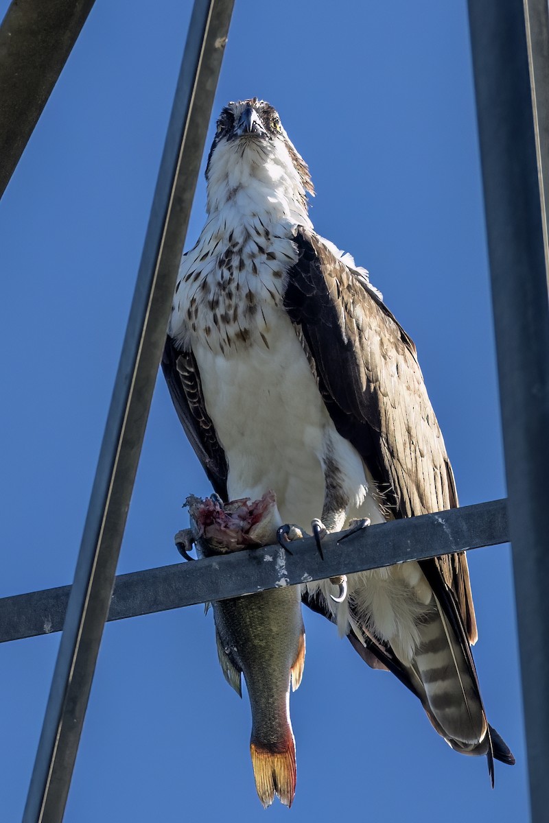 Osprey - Anonymous