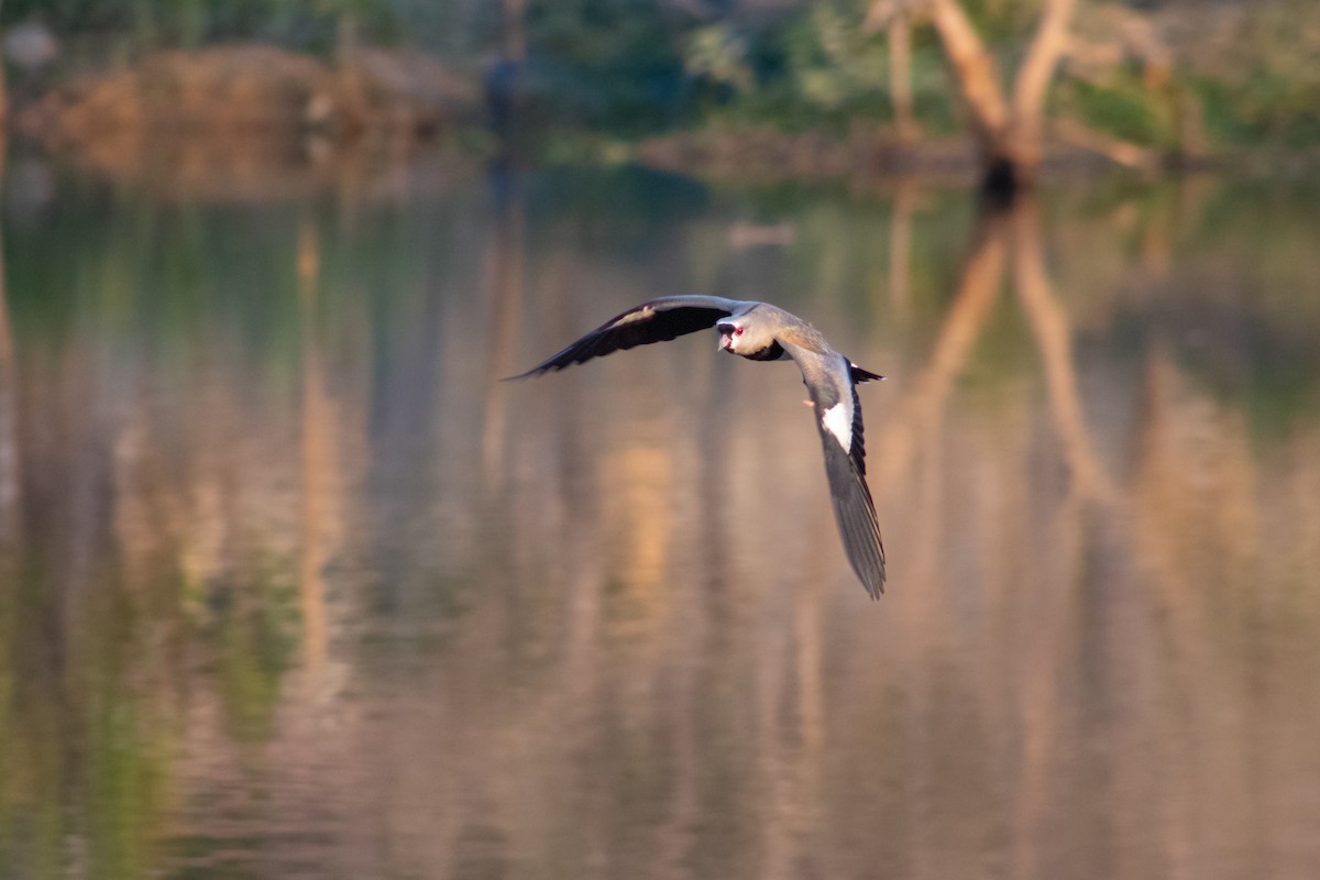 Southern Lapwing - Francisco Valdevino Bezerra Neto