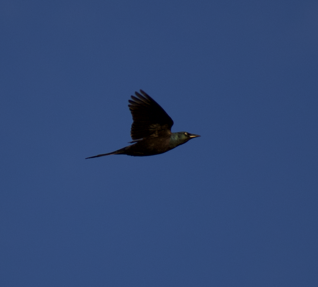 Common Grackle - ML507933471