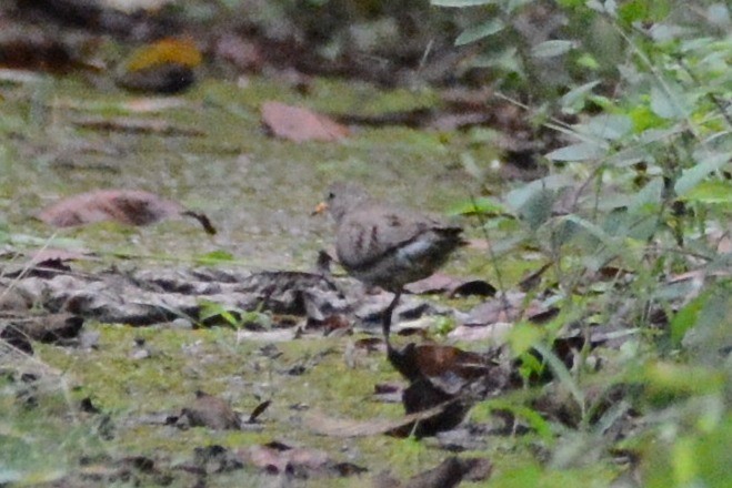 Common Ground Dove - ML507934961