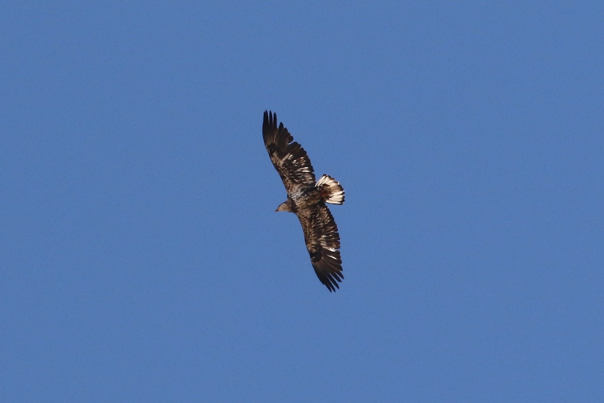 Bald Eagle - ML507935681