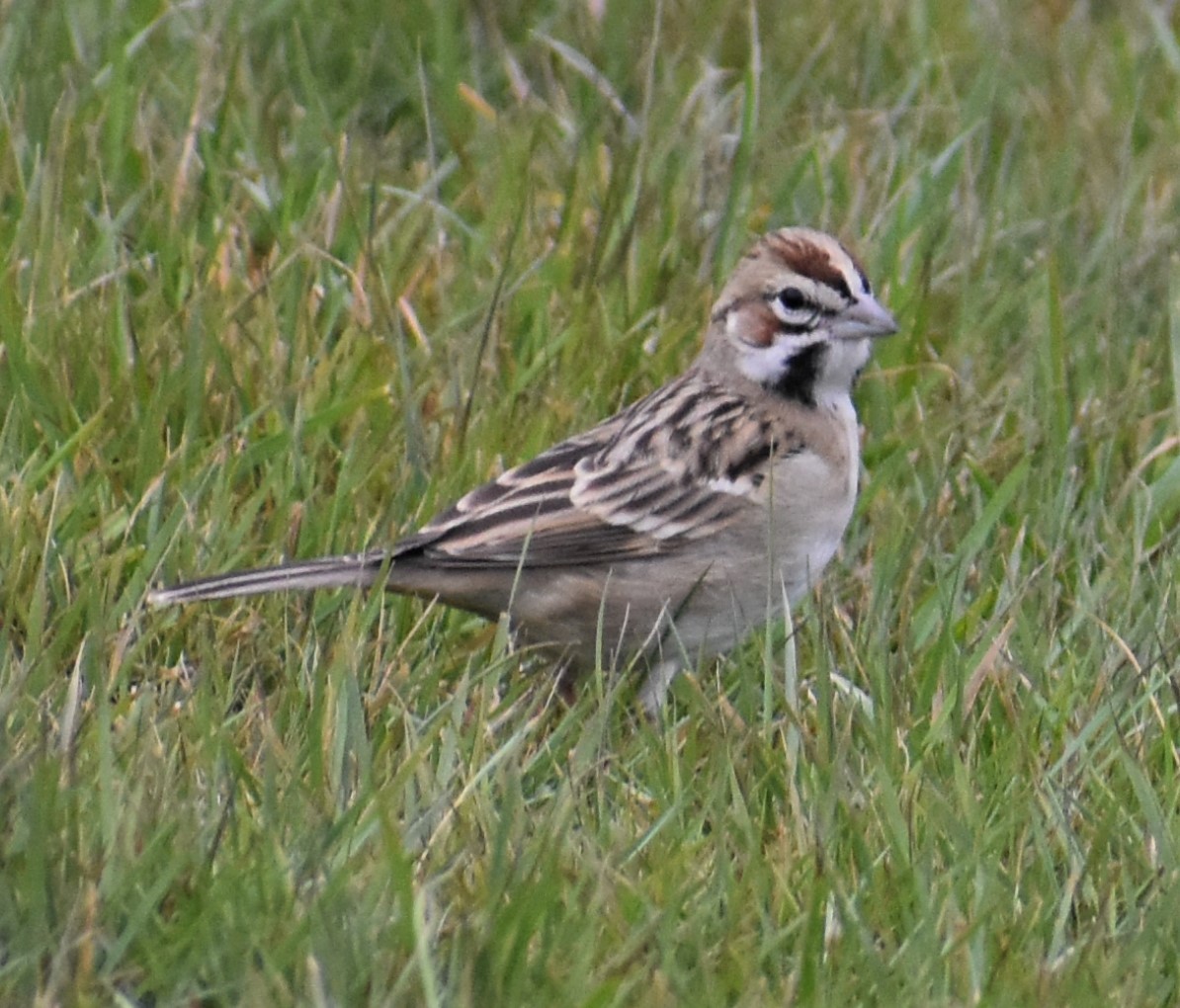 Lark Sparrow - Cheryl McCue