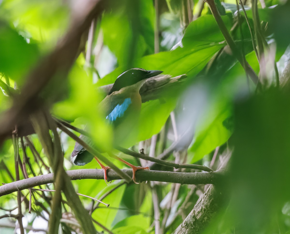 Banda Sea Pitta - ML507937181