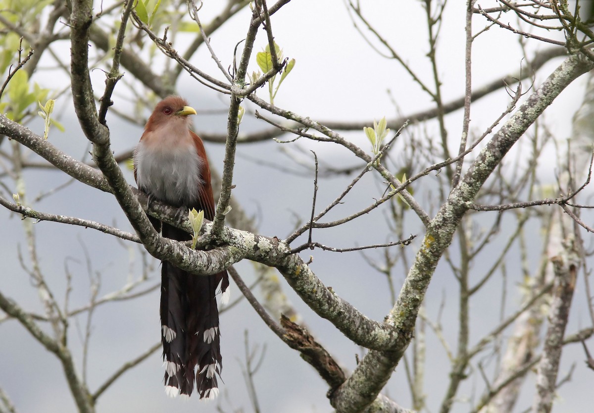 Squirrel Cuckoo - ML507937481