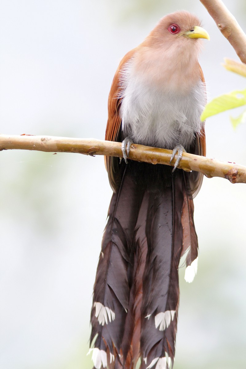 Squirrel Cuckoo - ML507937491