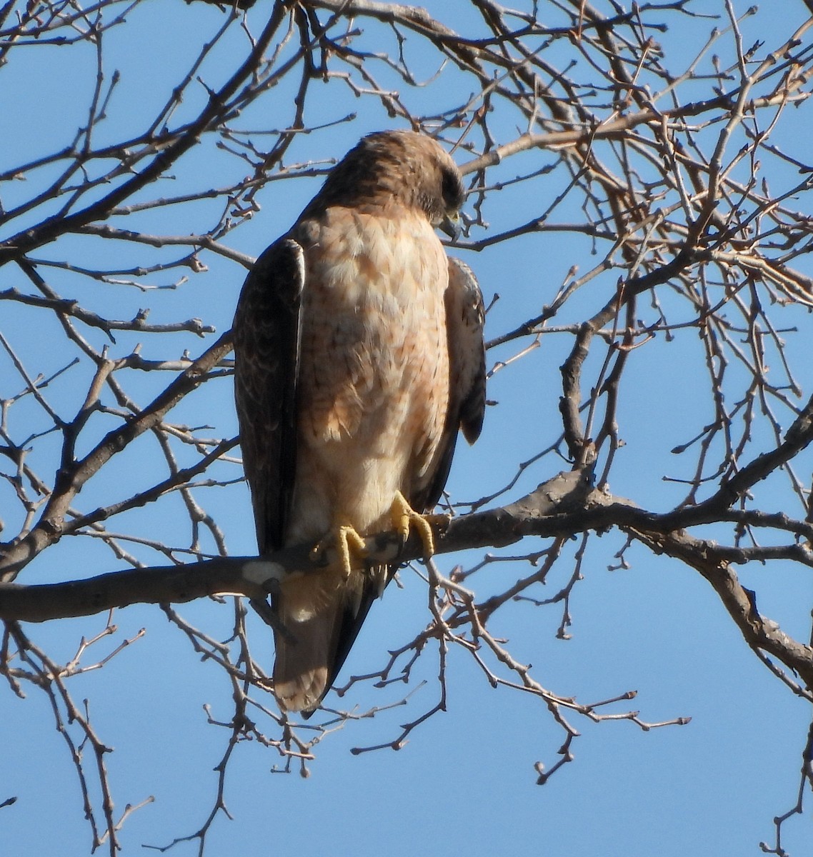 Red-tailed Hawk - ML507938071