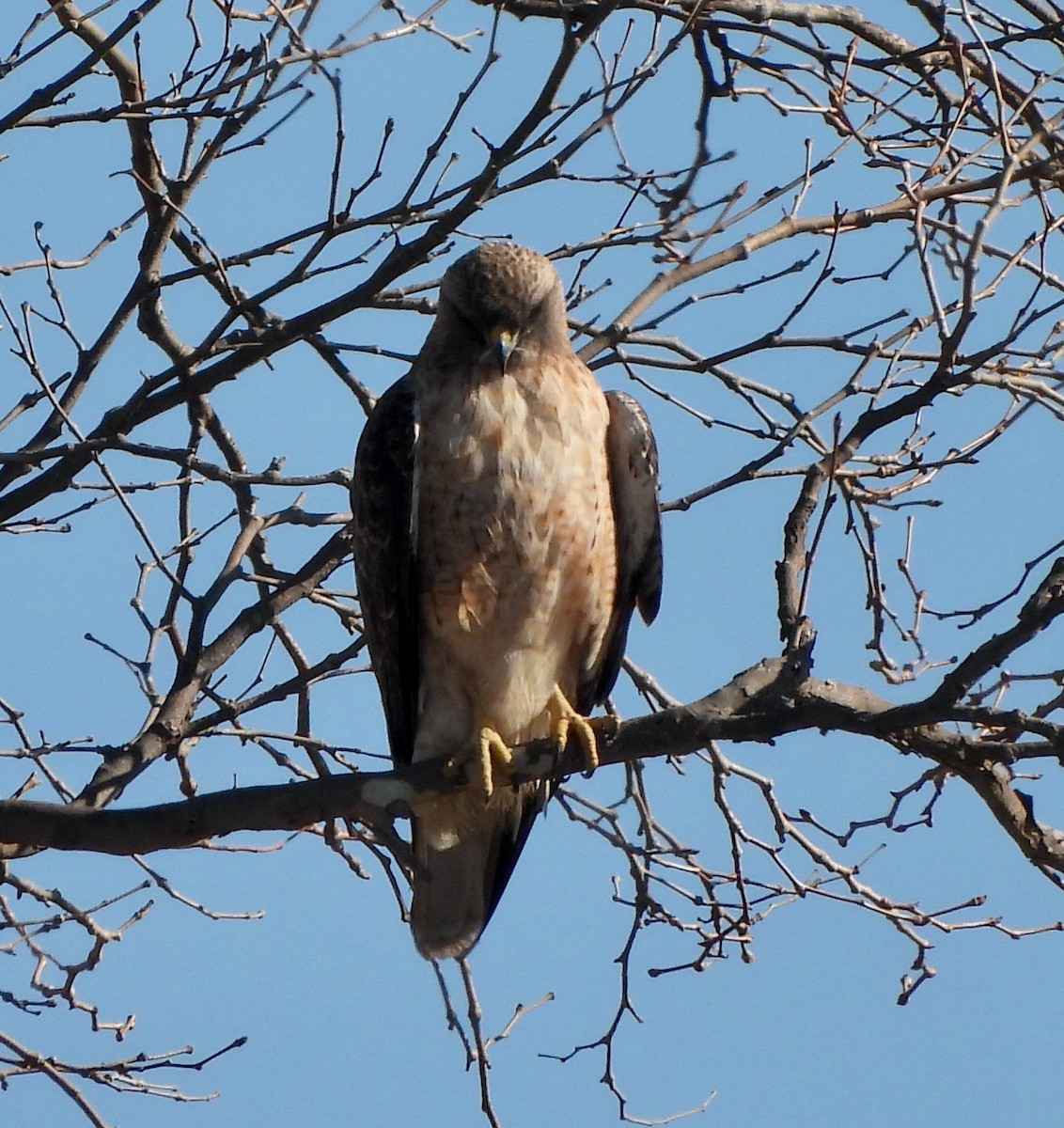 Red-tailed Hawk - ML507938261