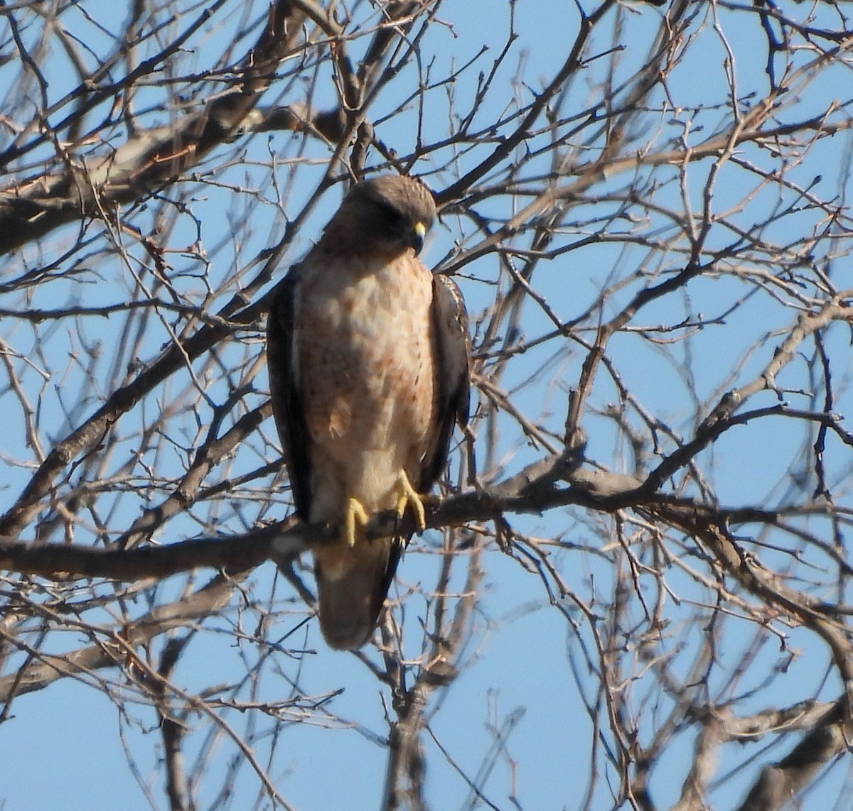 Red-tailed Hawk - ML507938511