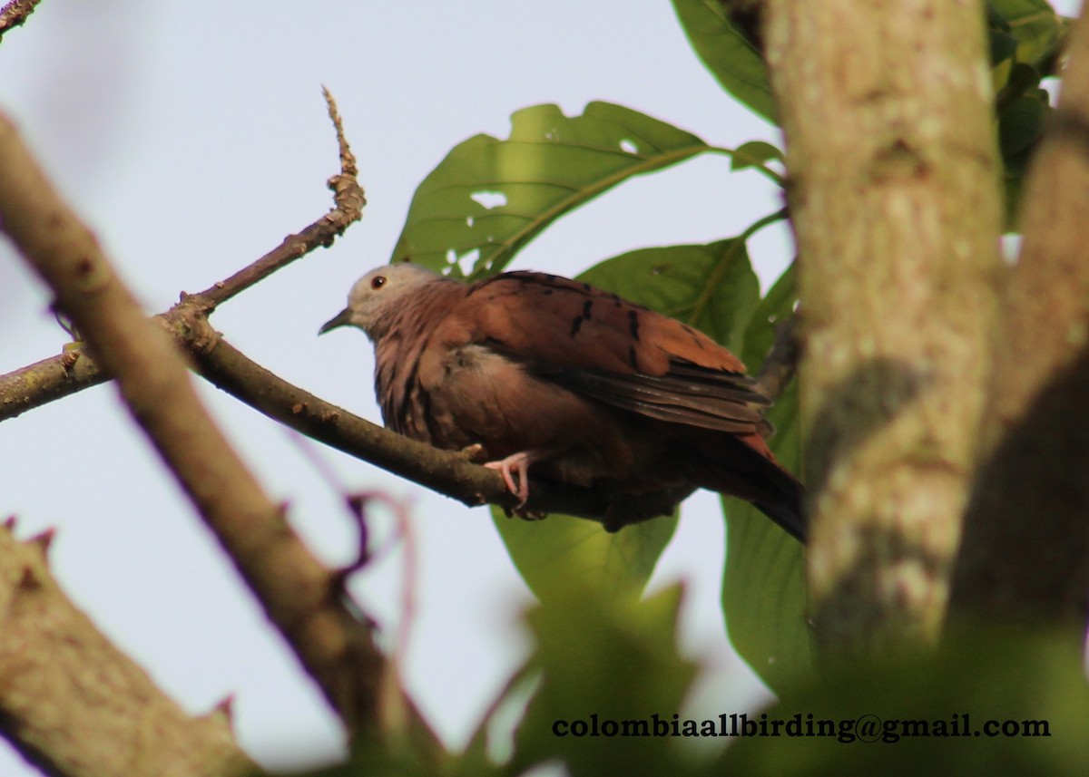 Ruddy Ground Dove - ML507938641