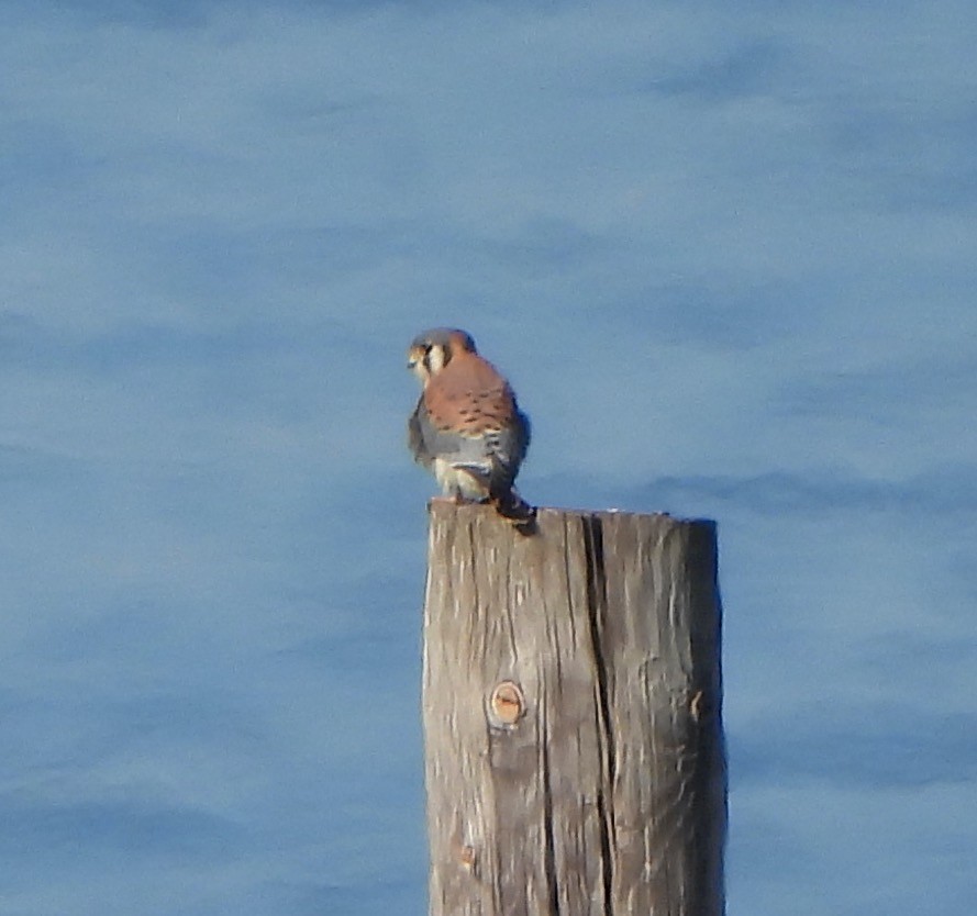 American Kestrel - ML507938671