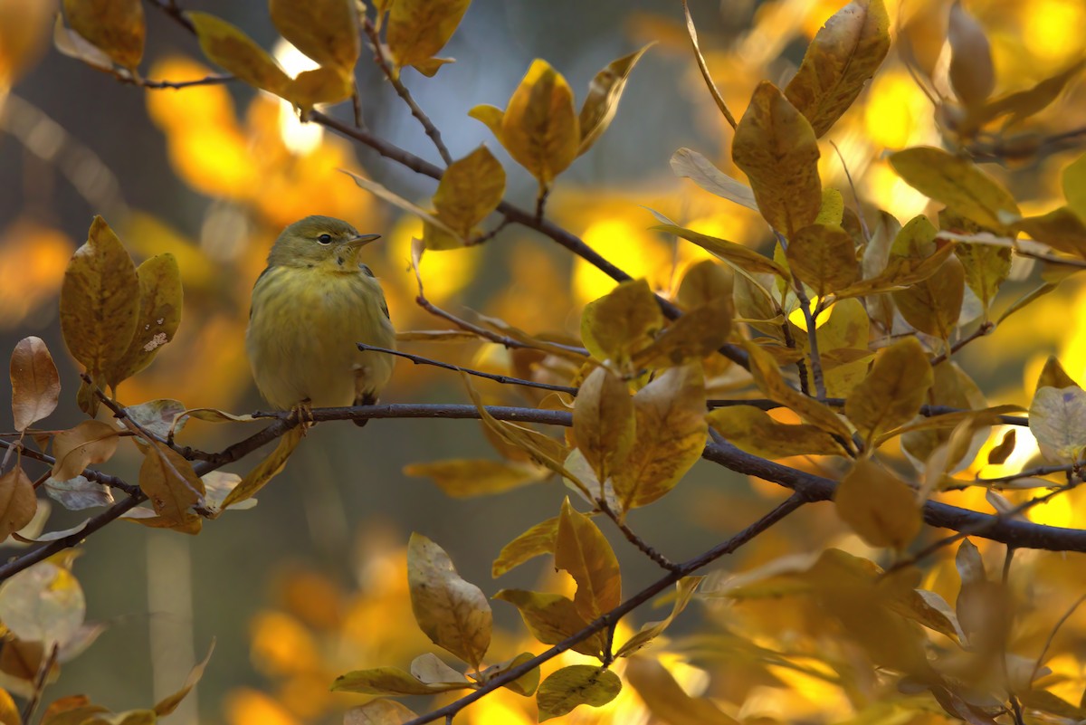 Blackpoll Warbler - ML507938811